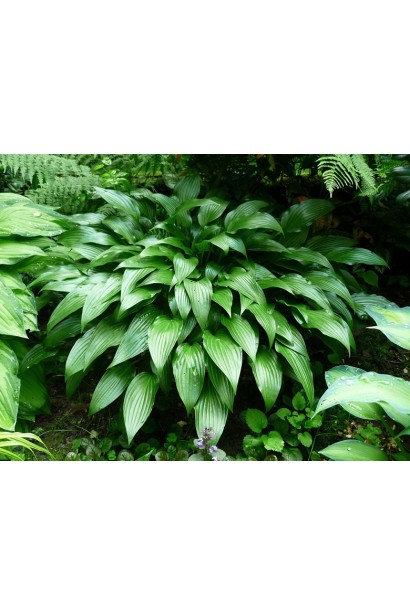 Хоста ланцетолиста фото